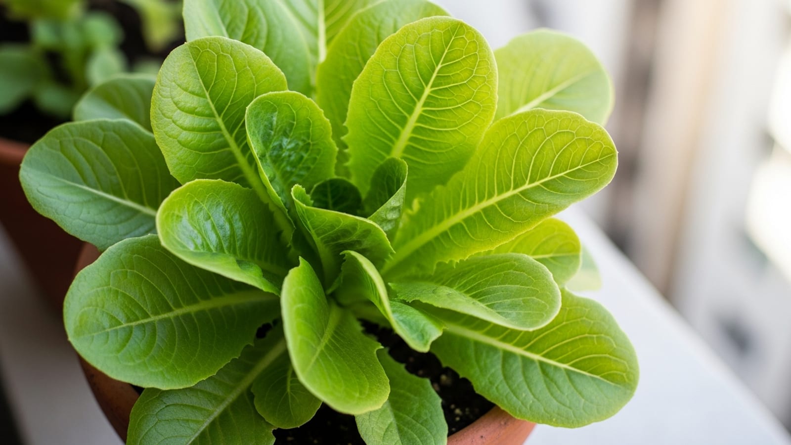 Como Plantar Alface em Vaso: Guia Completo para Iniciantes