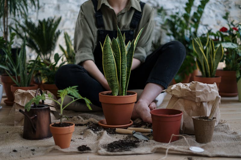 Quanto Regar Cada Tipo de Planta: Guia Completo