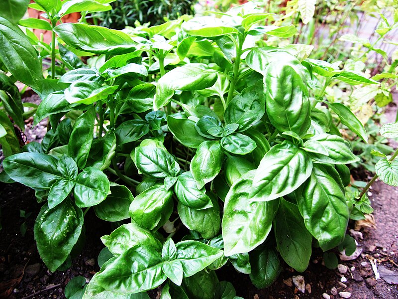 Como Plantar Manjericão em Casa: Guia Completo